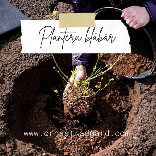 Plantera blåbär - steg för steg