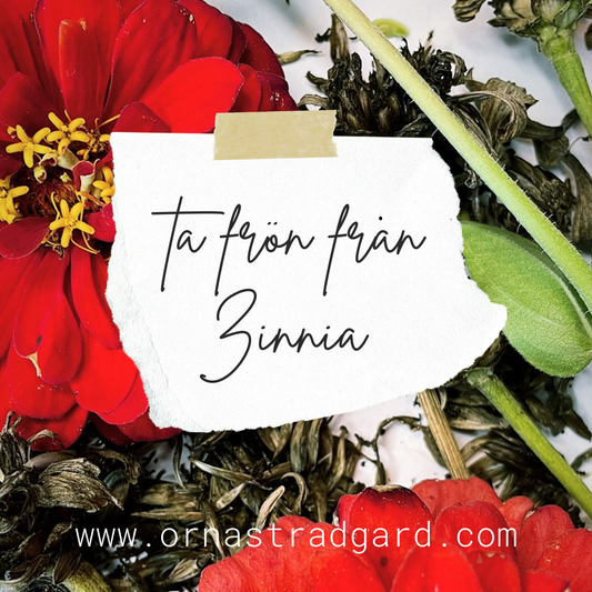 Ta frön från Zinnia