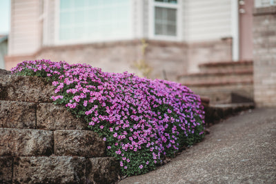 Aubrietia (eng: Aubrieta, Rock Cress)