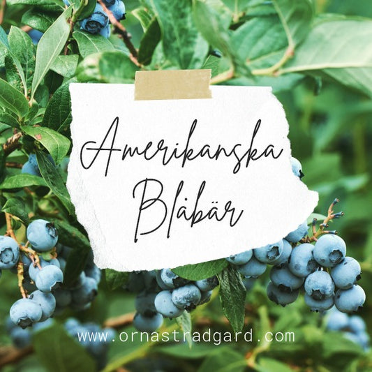 Amerikanska blåbär, en lättskött bärbuske som ger stor skörd