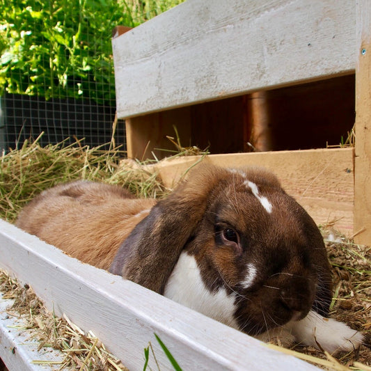 Vad behöver en stor kanin och passar det oss i vår familj?