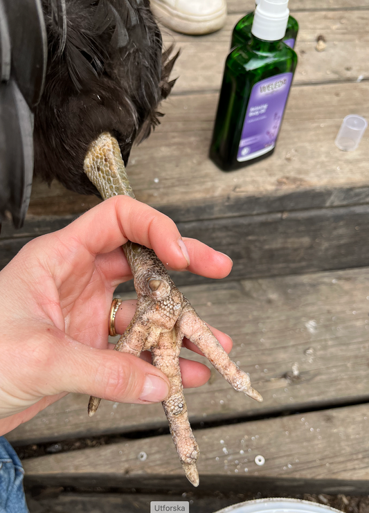 Bumblefoot hos höns (pododermatit)