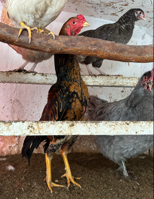 Tack för kaffet Pio och Viktor