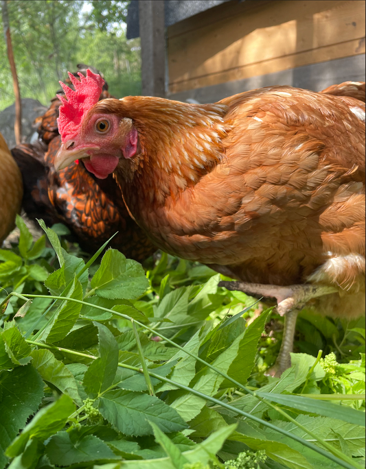 Uppmuntra naturligt födosök hos höns