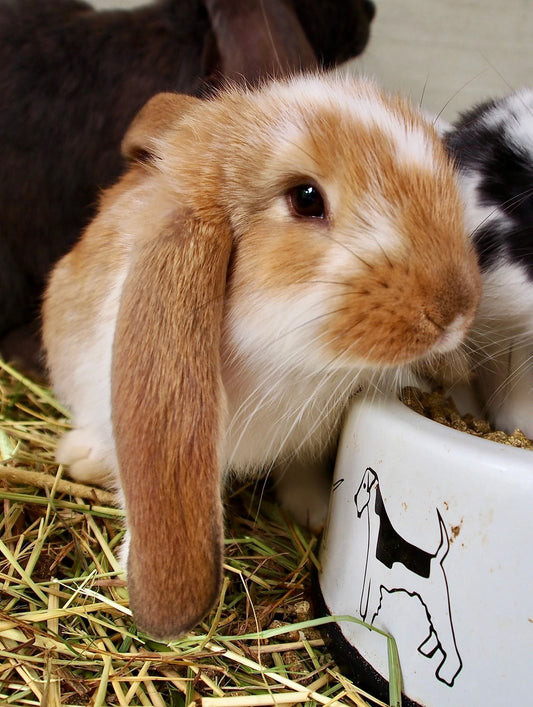 Hur går det till att köpa en kaninunge av oss?