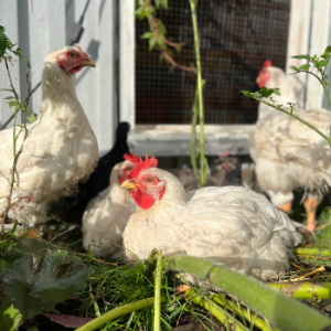 Broiler höns i rabatten